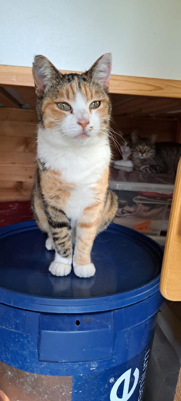 EMY: MICIA TRICOLORE DI 3 ANNI CERCA FAMIGLIA Foto 3